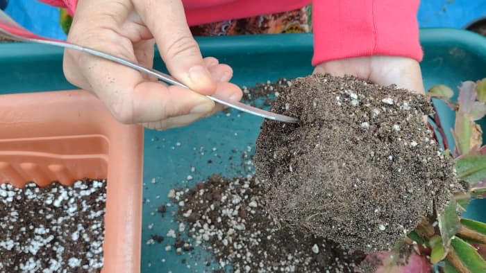 Before transplanting your cactus, be sure to check the root ball for any pests.