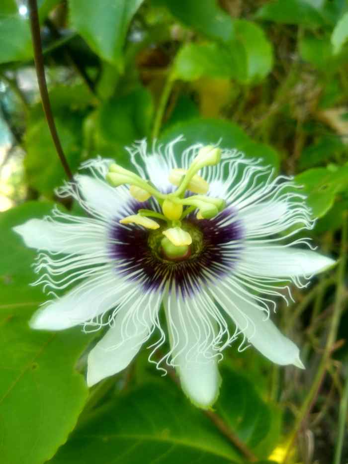 Mindful Juicing for Spirit and Health HubPages