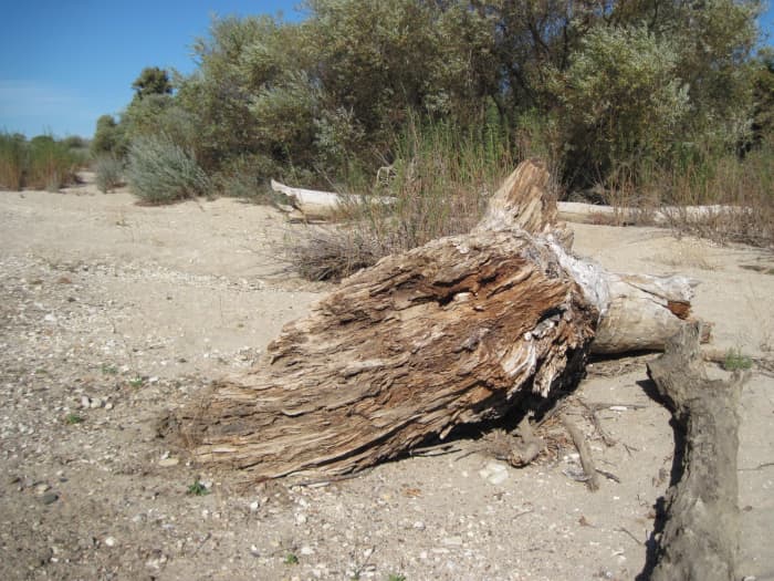 The dry riverbed is full of interesting driftwood and parts of fallen trees from the banks above.
