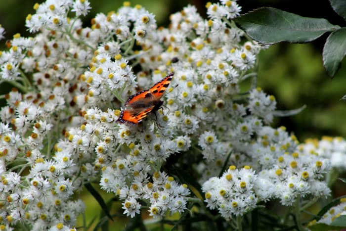 Anaphalis is just one of several late-flowering perennials that can add a striking pop of white to a fall garden.