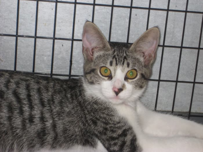 Because kittens and puppies have that "cuteness factor" working in their favor, adult pets sometimes wait months to be adopted, or worse, are euthanized.