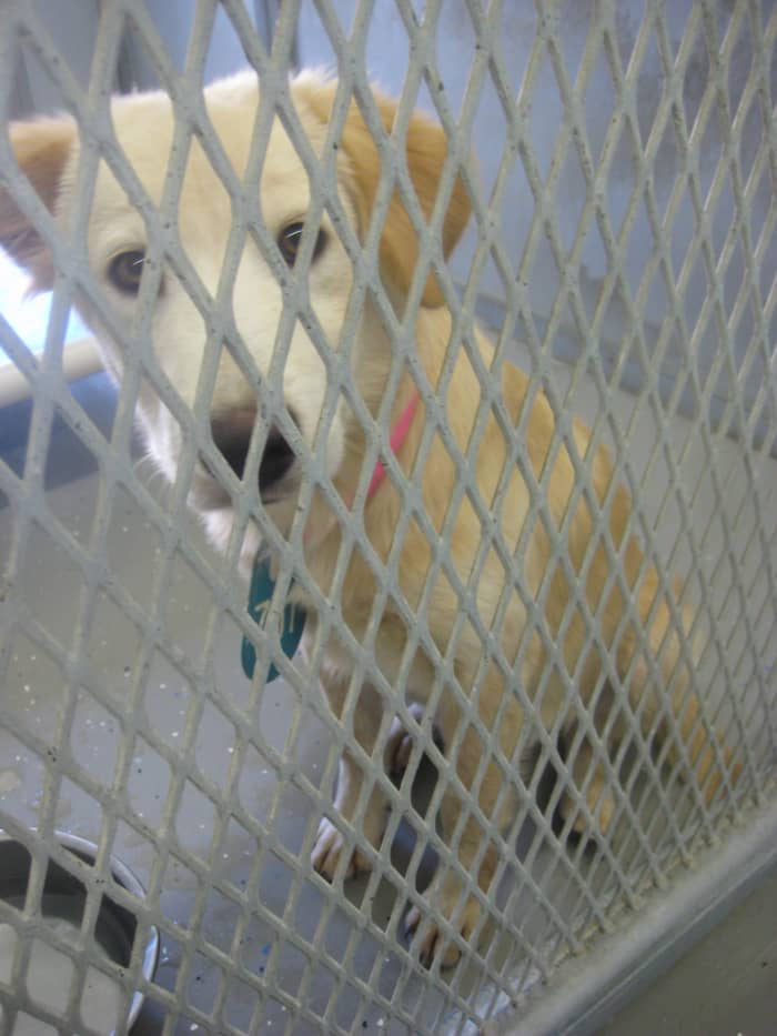 I am a healthy, friendly, well socialized pet! Living in this cage is so depressing. Please don't leave me here to be euthanized! Have me spayed and bring me home, and I will reward you with love, affection and faithful companionship.