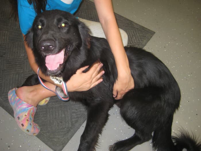 Biff is a mixed-breed shelter dog, but that doesn't mean he can't be the perfect, loviing pet for your family. Just look at how happy and relaxed he is while being hugged by a child who he had never met until just before this photo was taken.