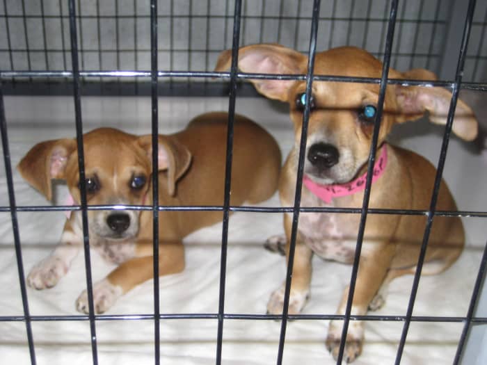 These adorable "Chiweenie" puppies were surrendered to the Weatherford/Parker County Animal Shelter last summer when the owner of their mother could not find homes for them.