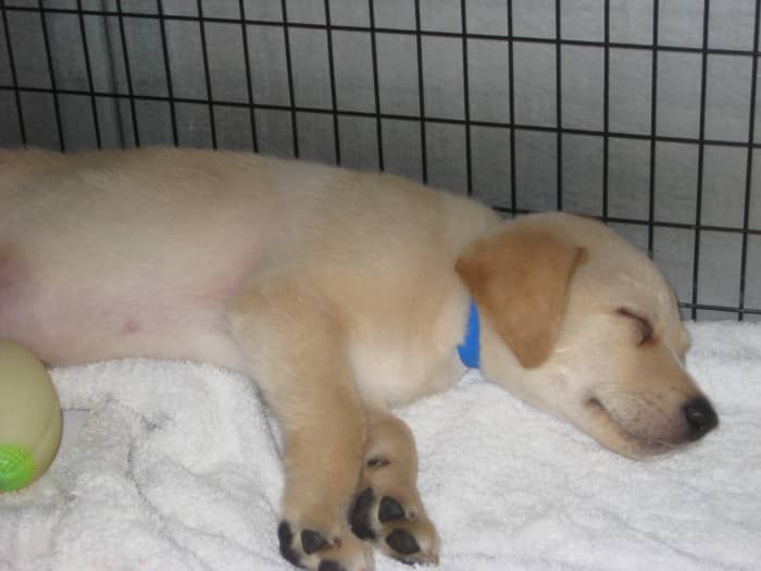 Several 100% Labrador retriever puppies were put up for adoption recently at my local shelter. Their owner was unable to sell or find homes for all ten puppies in the litter.