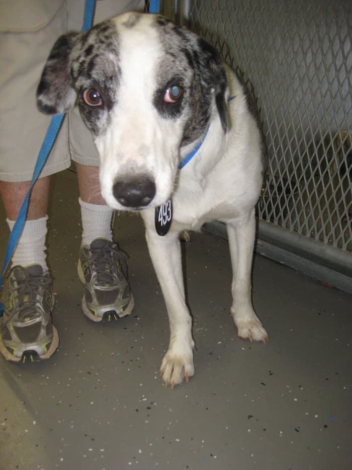 Go to the shelter and meet the animals in person. This girl was wonderful with people, but was very camera shy. Thus, her photos on the pet adoption website were not too appealing. However, she was a terrific, friendly dog in person.