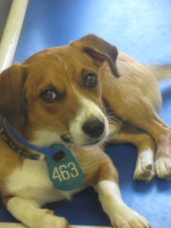 Dodger was returned to the shelter not once but twice, both times by owners who could not tolerate his high energy. He was eventually placed with a family with several children and another dog, who constantly play with Dodger and keep him engaged.