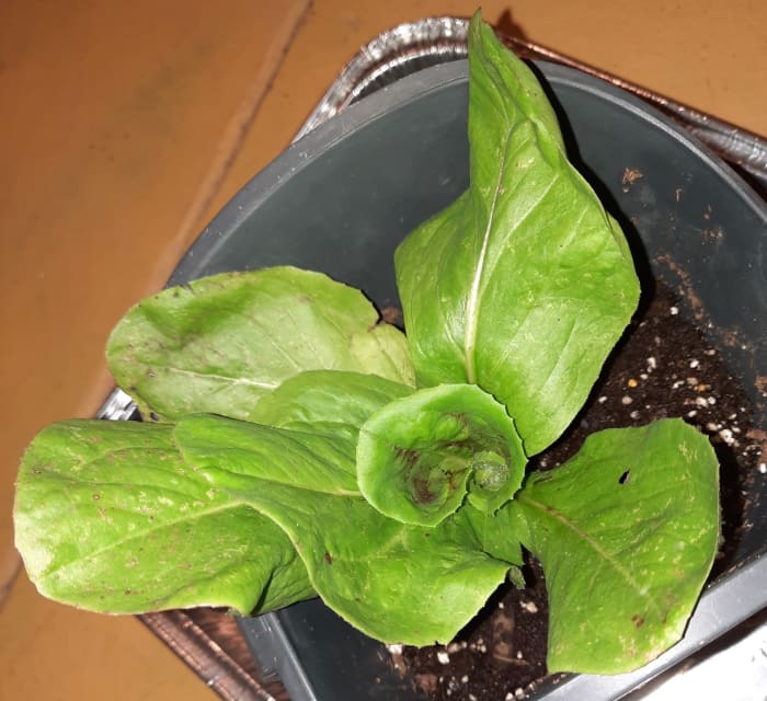 Imagine getting fresh, delicious salad greens in January by walking to your basement and snipping a few leaves.