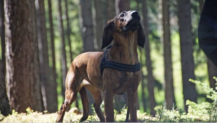 Threatening voices makes dogs anxious.