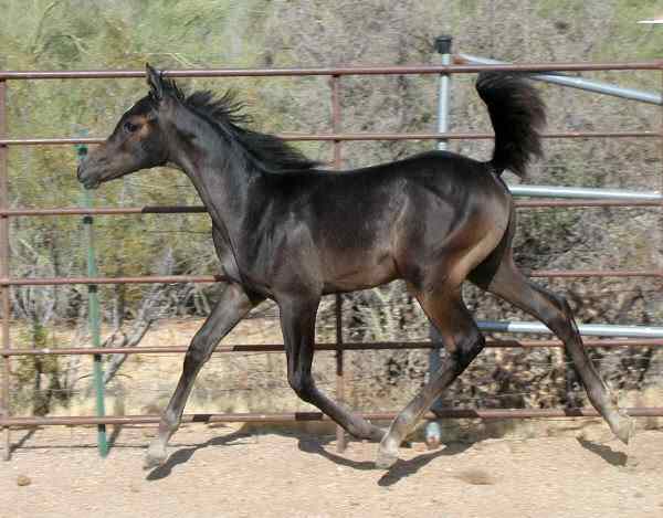 Black Bay Arabian Yearling Trotting. 