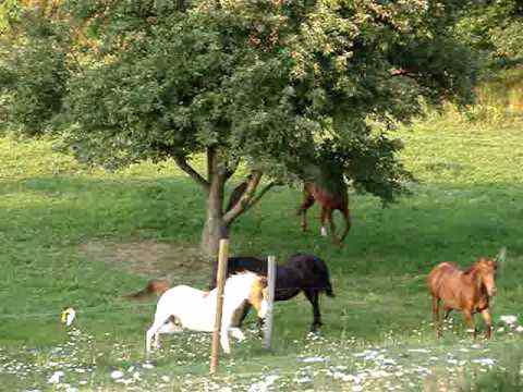 Horses romping in the pasture.