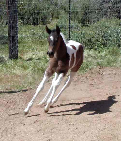 Half Arabian Pinto Colt Running. 