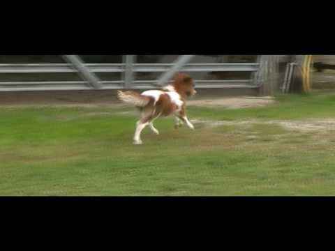 2011 Miniature Horse Foal - Dent Ciinnamon Charm