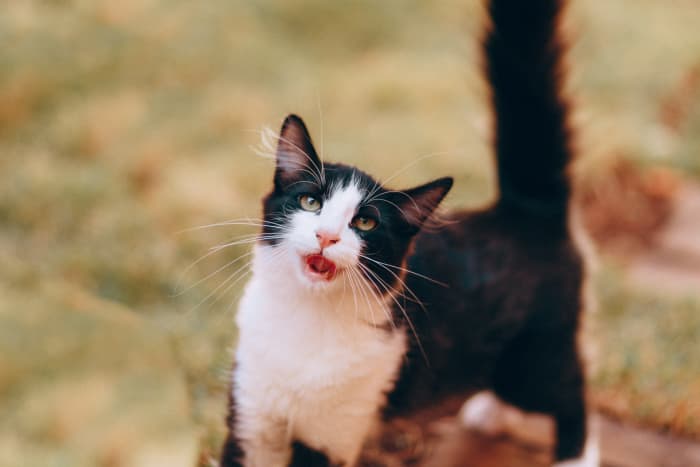 Why Is My Cat Breathing Heavily? - HubPages