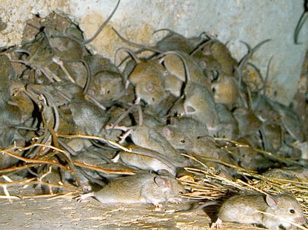 Lord Howe Island completely eradicated its invading rat and mouse populations. The island's ecology recovered almost immediately.