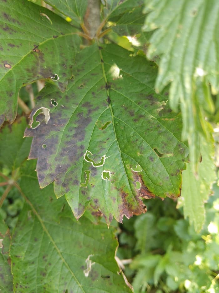 Leaf Carving Art - Using Large Oak Leaves - HubPages