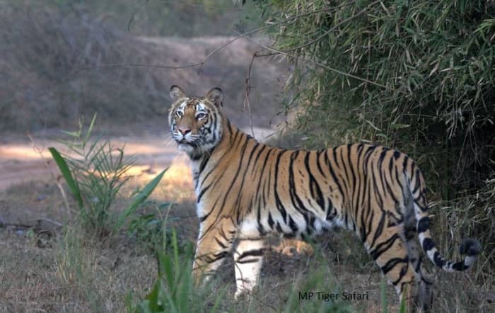 Historic Bandhavgarh Fort in India - HubPages