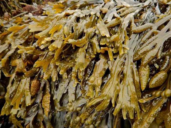 The Only Guide You Need to Harvest Seaweed HubPages