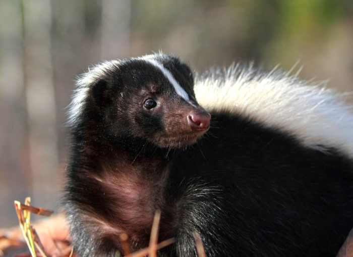 Can Skunks Eat Apples? HubPages