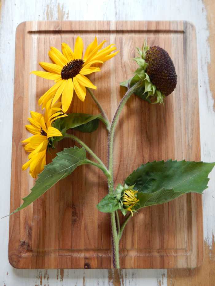 Facts About Sunflowers History, Description, Types, and Uses Owlcation