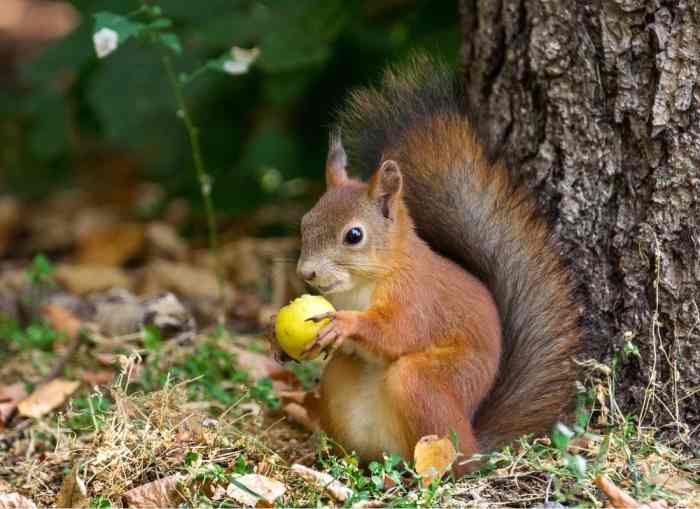Do Squirrels Eat Duck Eggs? HubPages