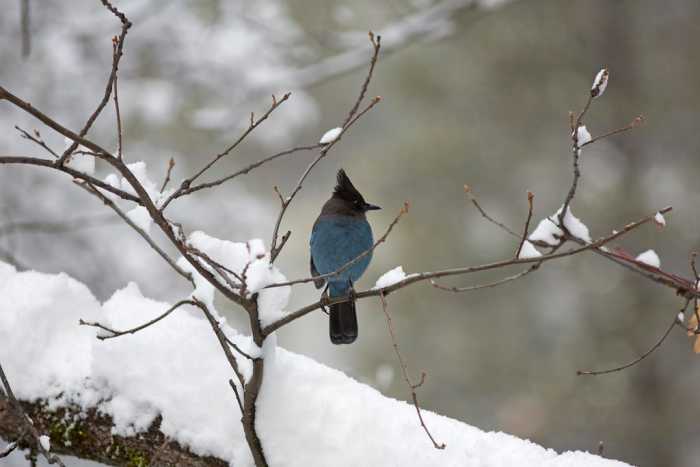 Blue Jays and the Great American Backyard Bird Count - Owlcation