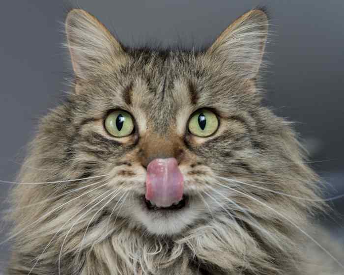 8 Easy Steps to Get Your Cat to Eat Wet Food PetHelpful