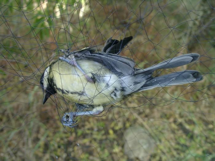 A bird caught in the wrong kind of net