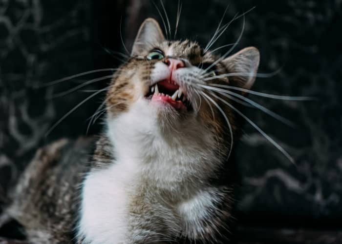 Complications after dental extraction in cats: tips for care