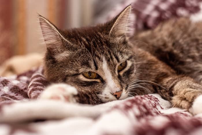 Is your cat coughing and sneezing?  Tips for care and relief