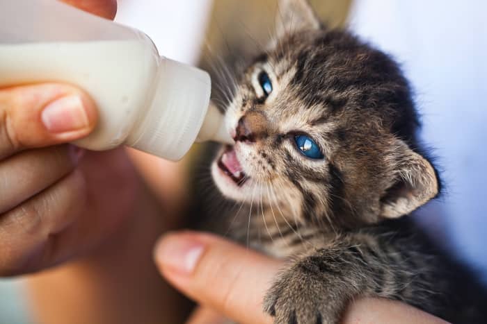 When and How to Syringe-Feed a Cat - PetHelpful