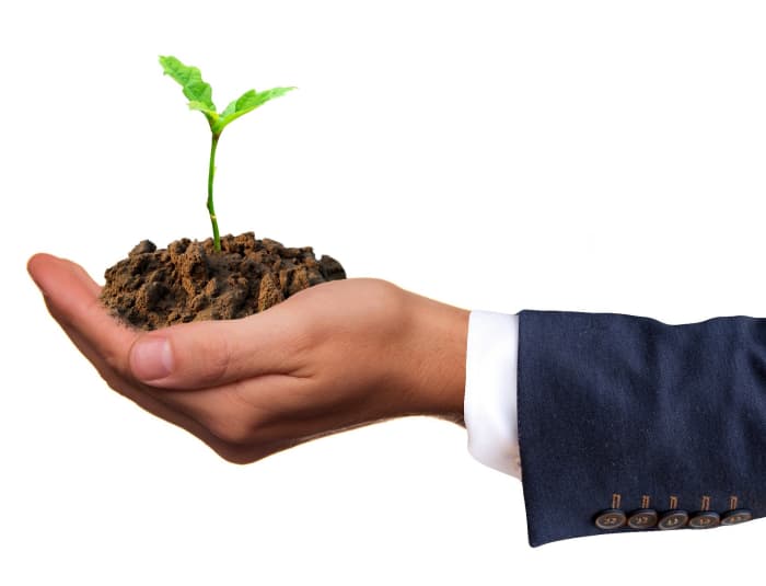 New life is like a young plant that has sprouted from the seed of original experience.