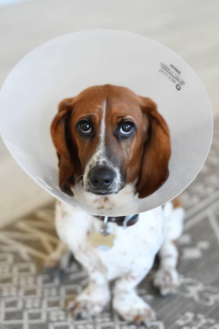 Having your dog wear a pet cone can help prevent infection, even if he doesn't like it!