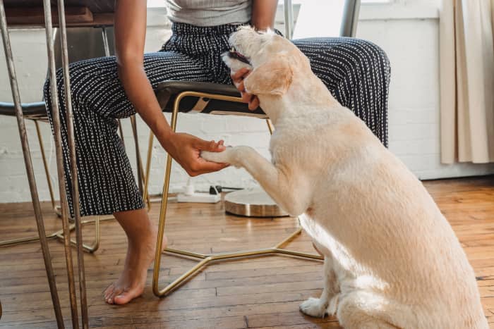 Talk to your dog in a calming tone and gently massage his throat.