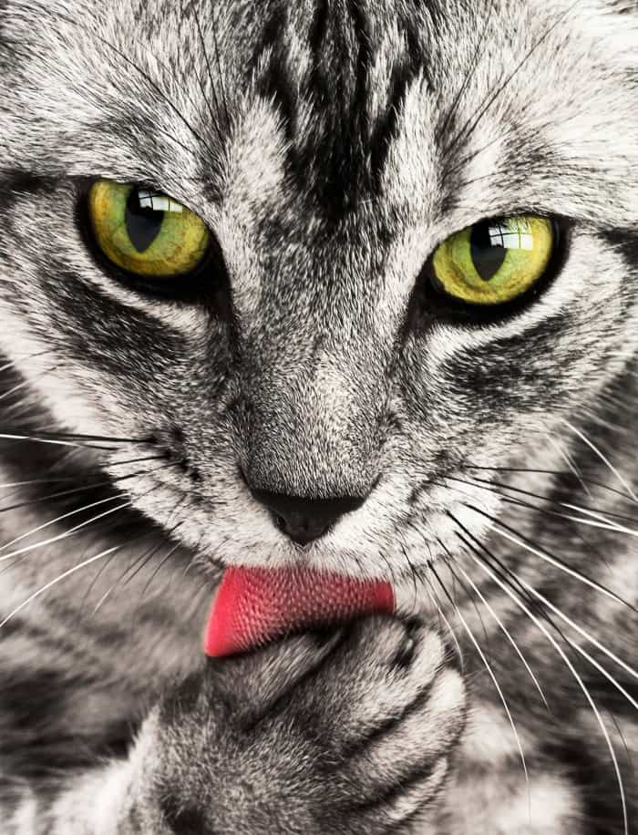 Why Do Cats Smell Good? 6 Reasons for Sweet Smelling Fur PetHelpful