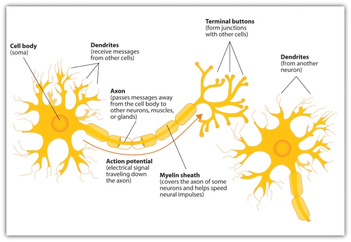 Information from the outside world is taken in by neurons and sent to the brain. We can only detect touch and smell thanks to information carried by neurons.