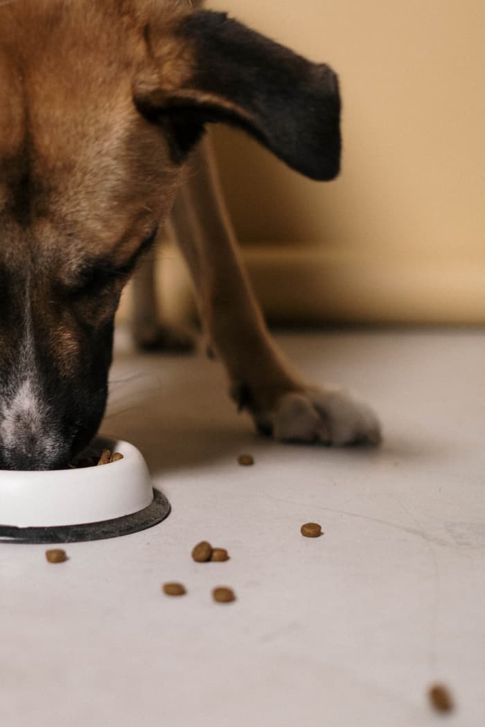 Your dog is less likely to dry up, vomit, or even choke on his food if he eats it more slowly.