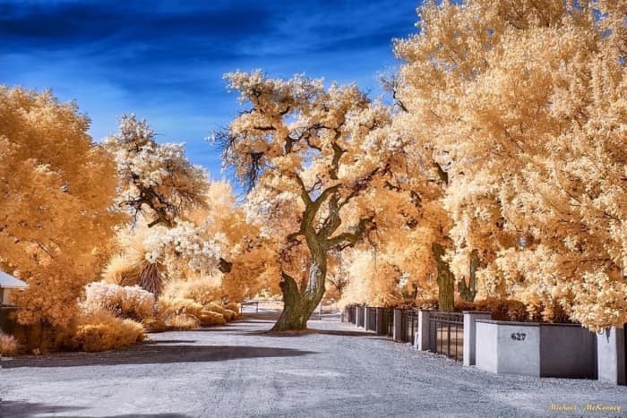 This is an infrared photo of Cottonwood trees in Albuquerque, New Mexico.