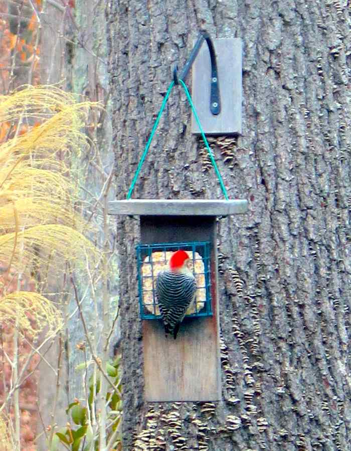 How to Make a Suet Cake Bird Feeder With a Tail Prop for Woodpeckers