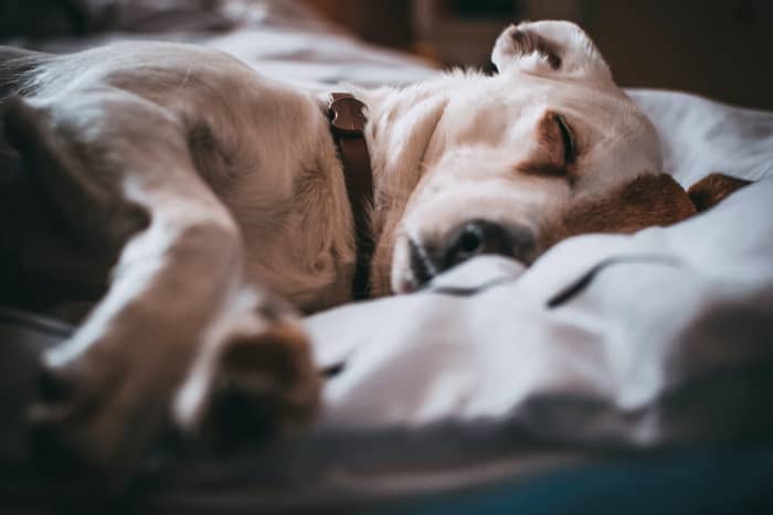 The Reason Why Your Dog Wags Its Tail While Sleeping - PetHelpful