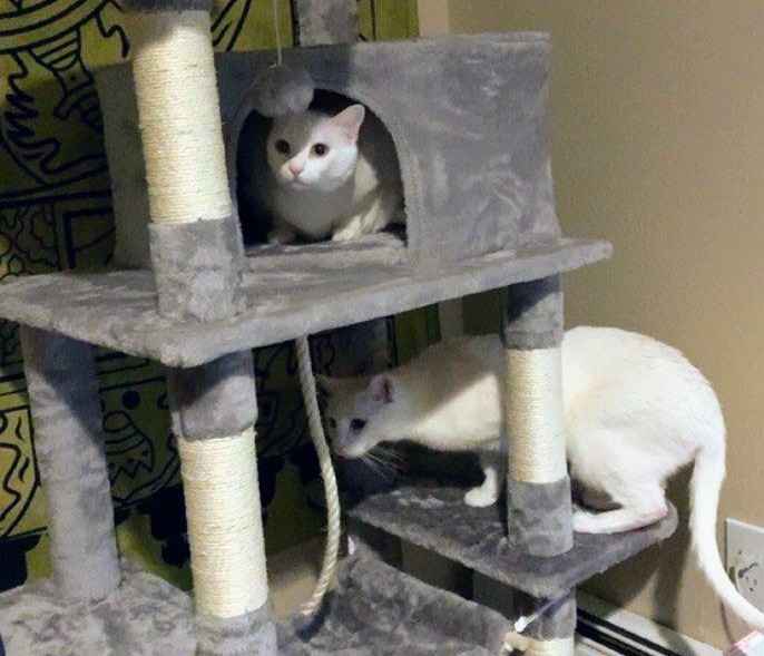 Yaheetech 59Inch MultiLevel Cat Tree Condo Review PetHelpful