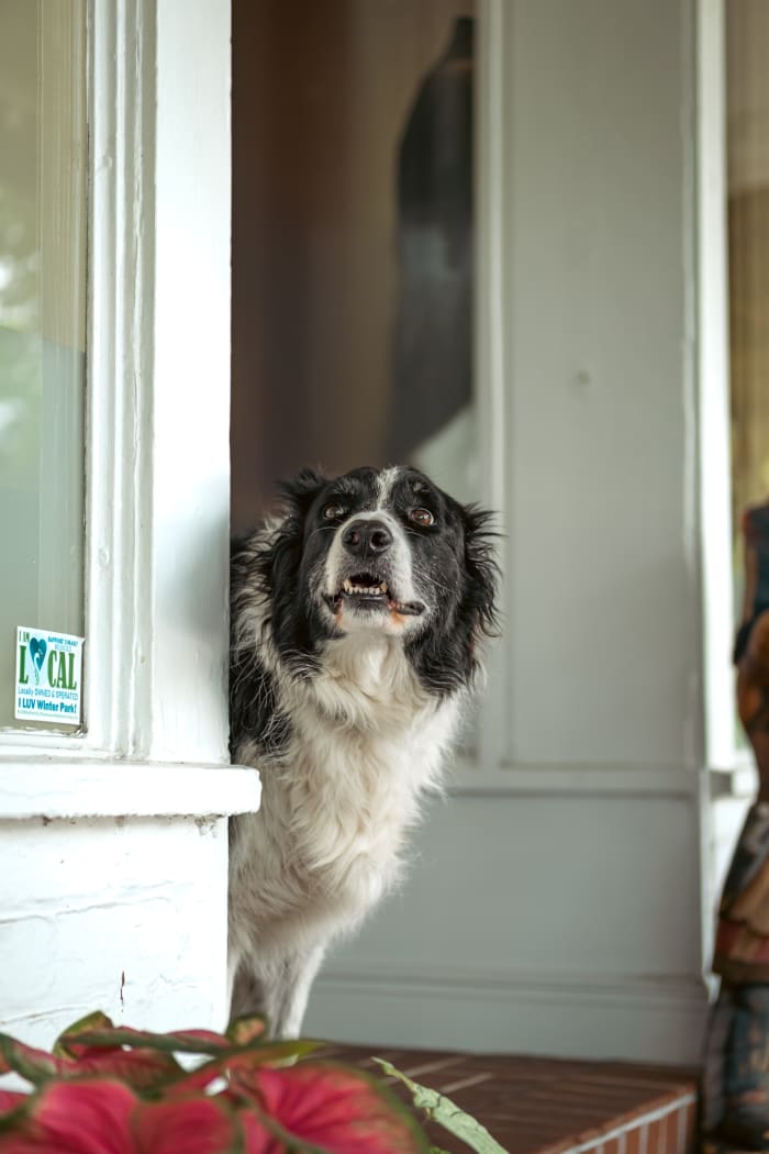 10 Surprising Reasons Why Your Dog Sleeps by the Door PetHelpful