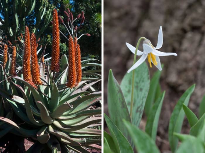 Tucson and Seattle (both Zone 8) illustrate one of the drawbacks of hardiness zones. Arizona's cape aloe (left) would hate Seattle's rain while Washington's trout lily (right) would not survive Tucson's heat and dryness.