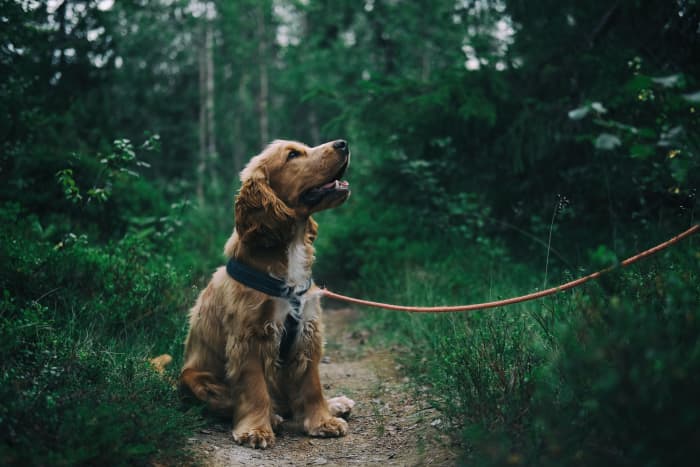 Is it possible to find heartworms in dog feces?