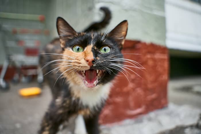 Did the cat lose its voice?  These tips should help.