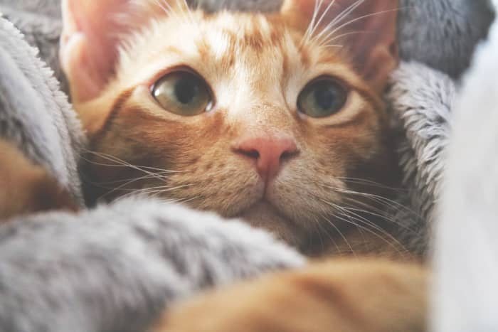There are loving ways to help a cat that has lost its voice