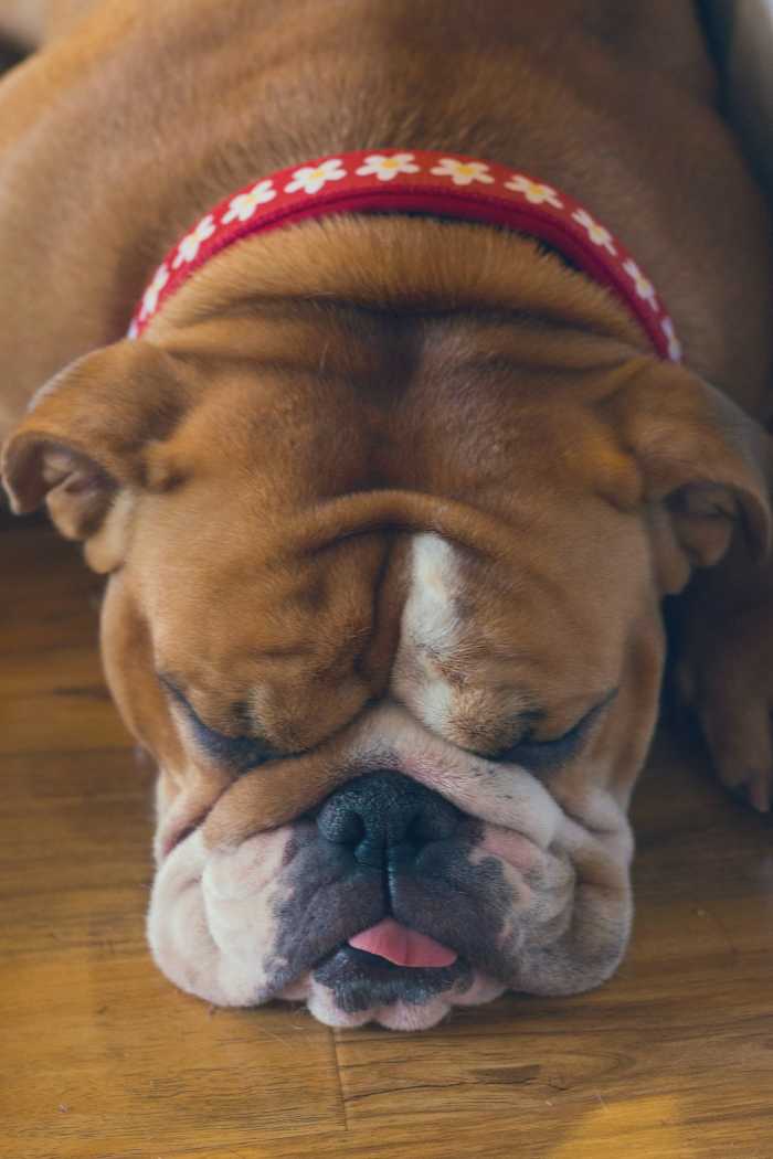 What Really Causes Your Dog to Sleep With Its Tongue Out? PetHelpful