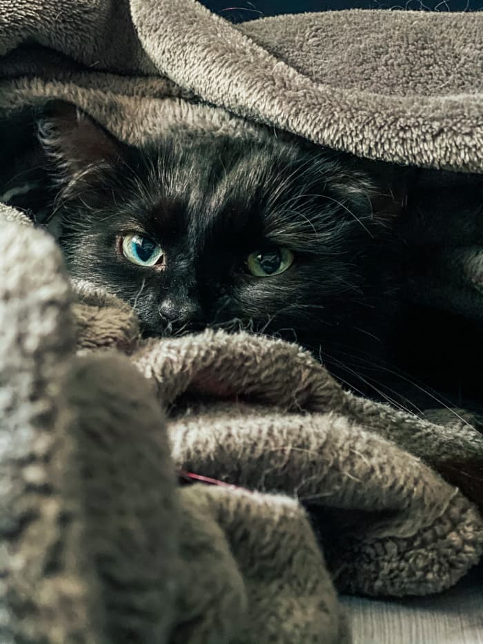4 Strange (But True!) Reasons Why Cats Like Blankets PetHelpful