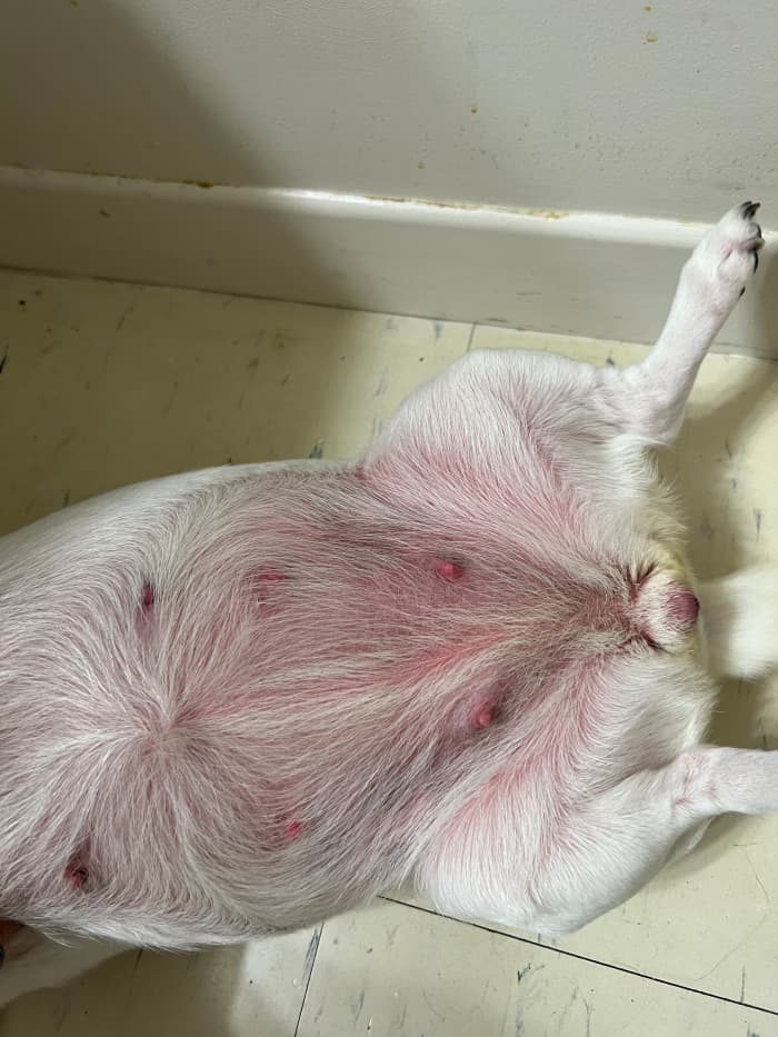 Why Is My Dog's Skin Red All Over? PetHelpful