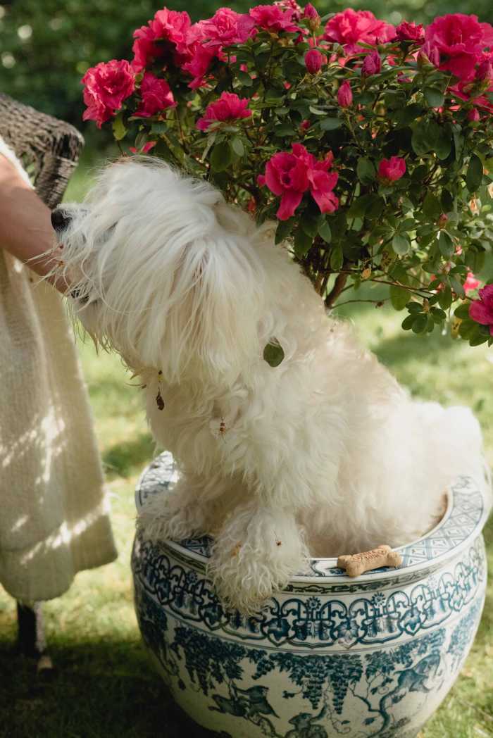 Plants That Cause Hives in Dogs and Soothing Home Remedies PetHelpful